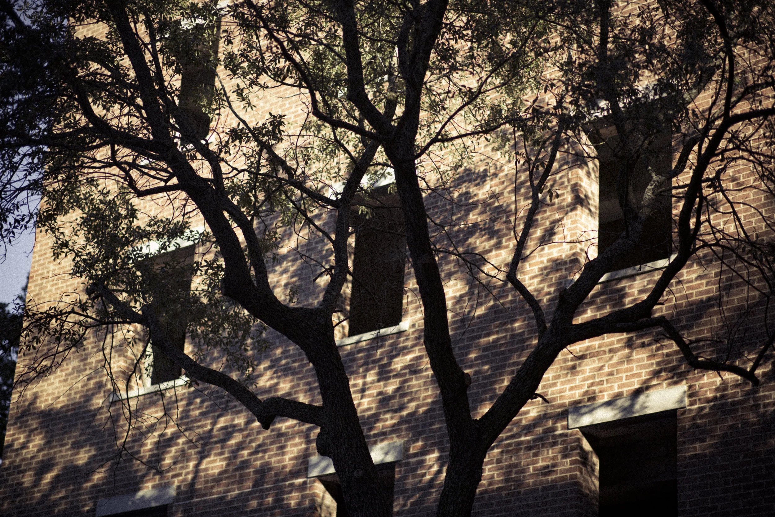 Savannah photograph 13