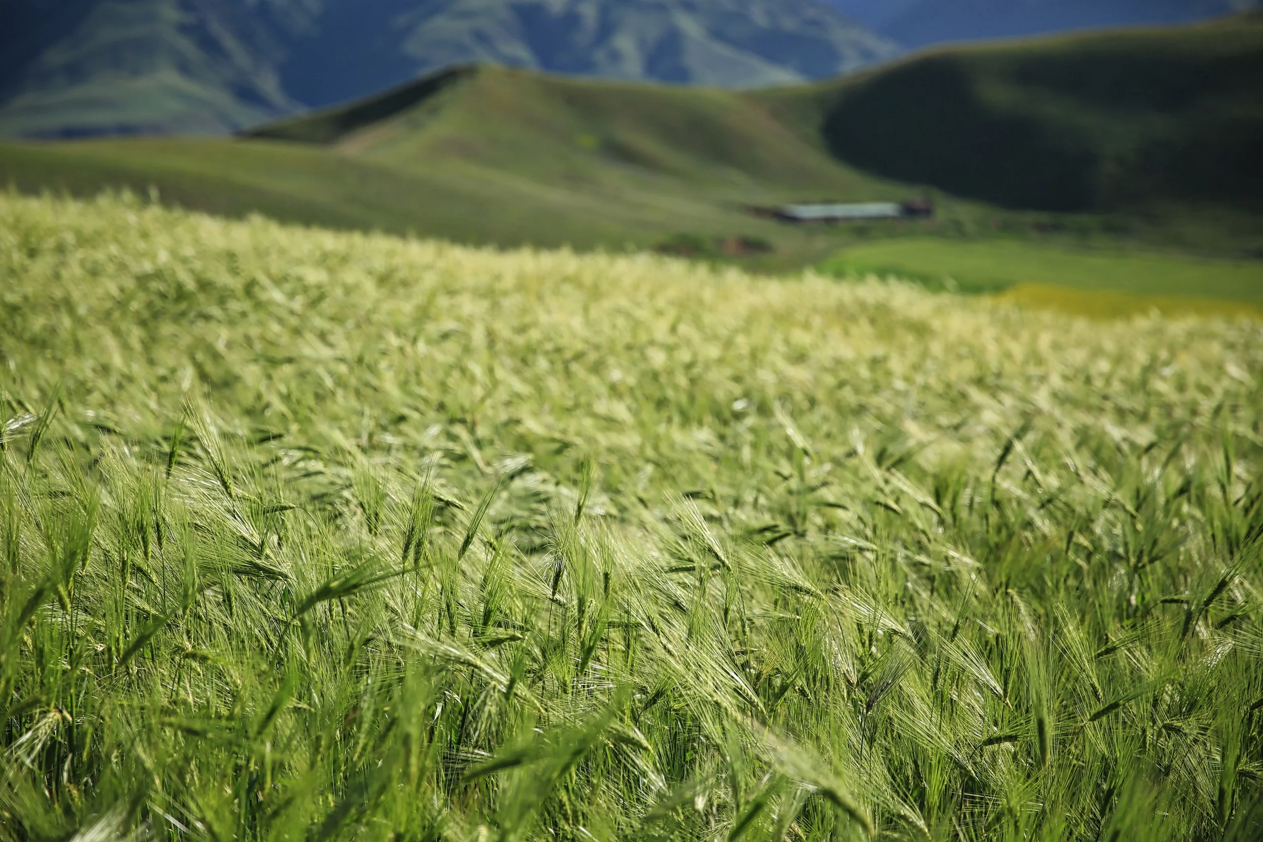 Qinghai photograph 3