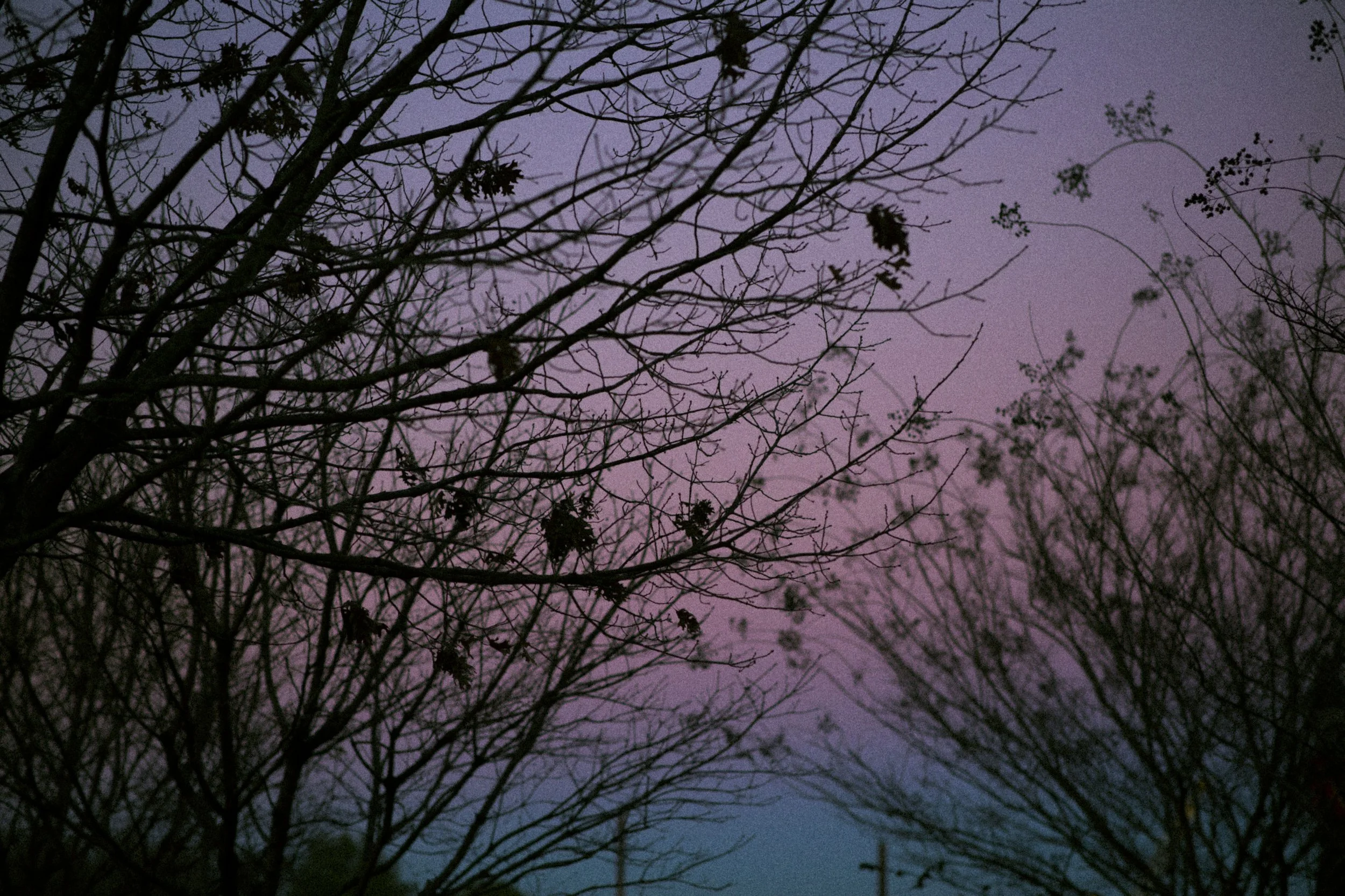 Savannah photograph 14