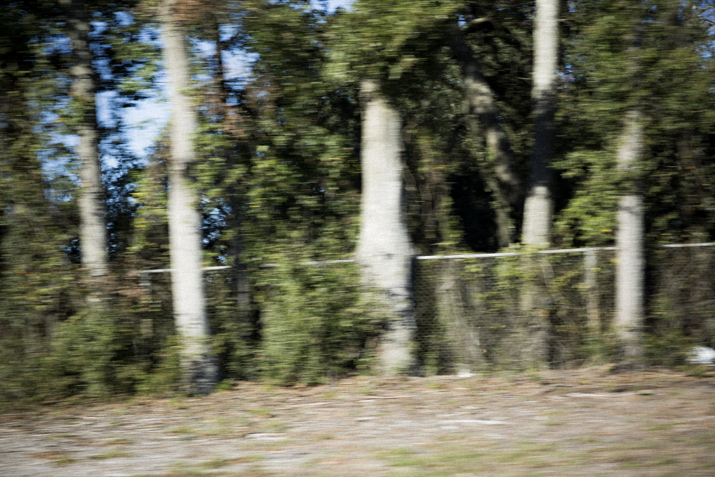 Savannah photograph 12