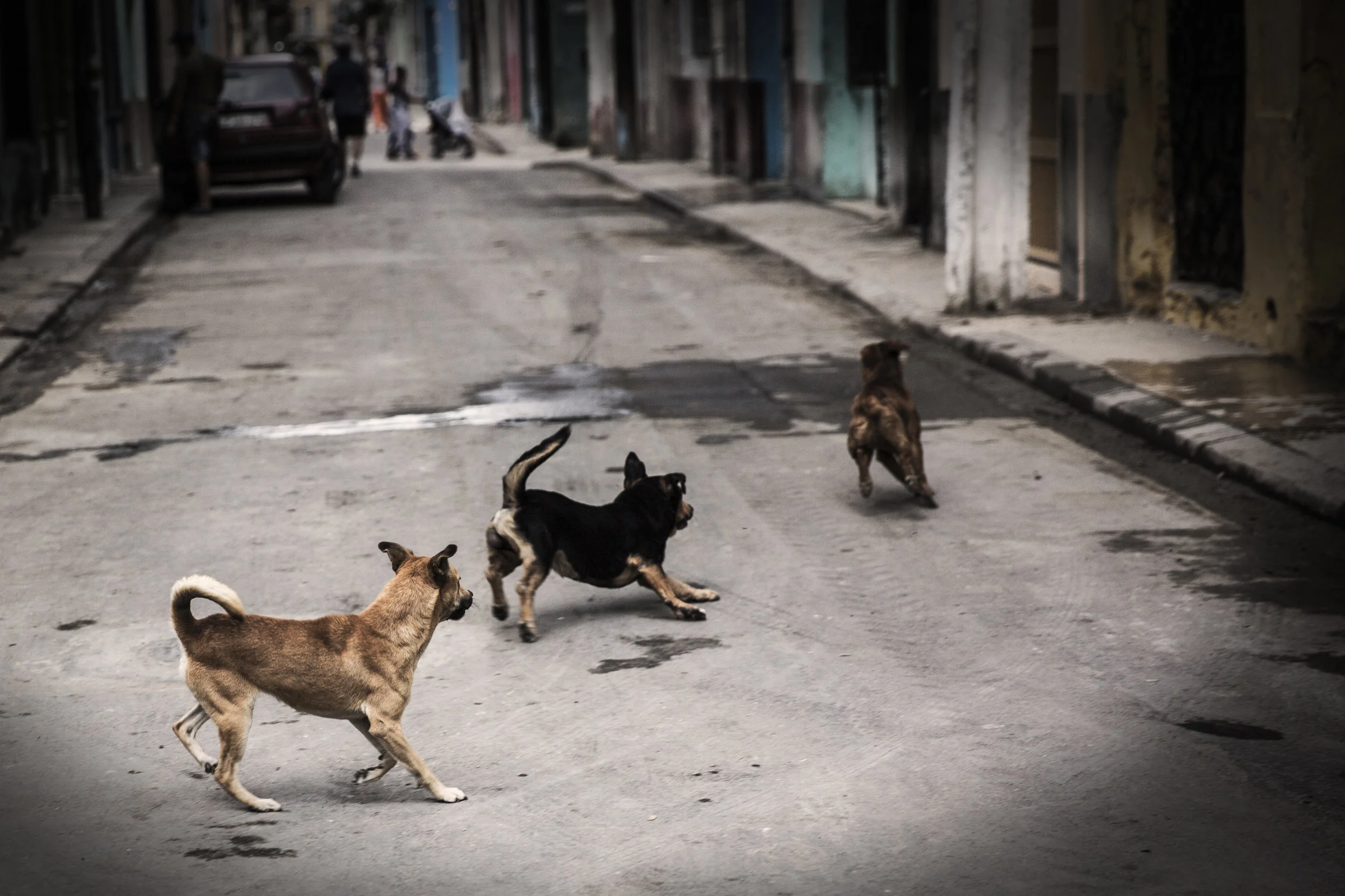A Short Day in Cuba photograph 28