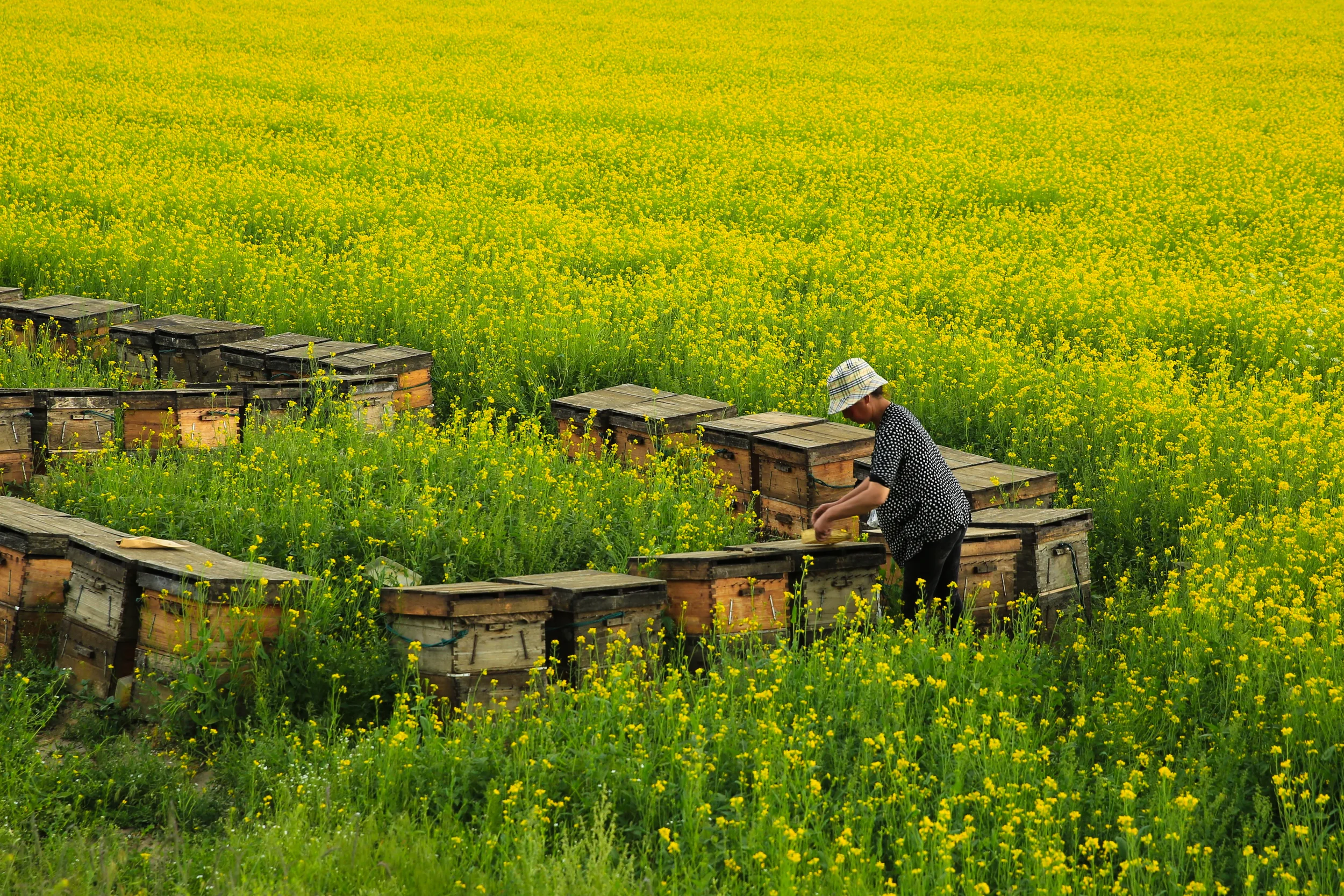 Qinghai photograph 7